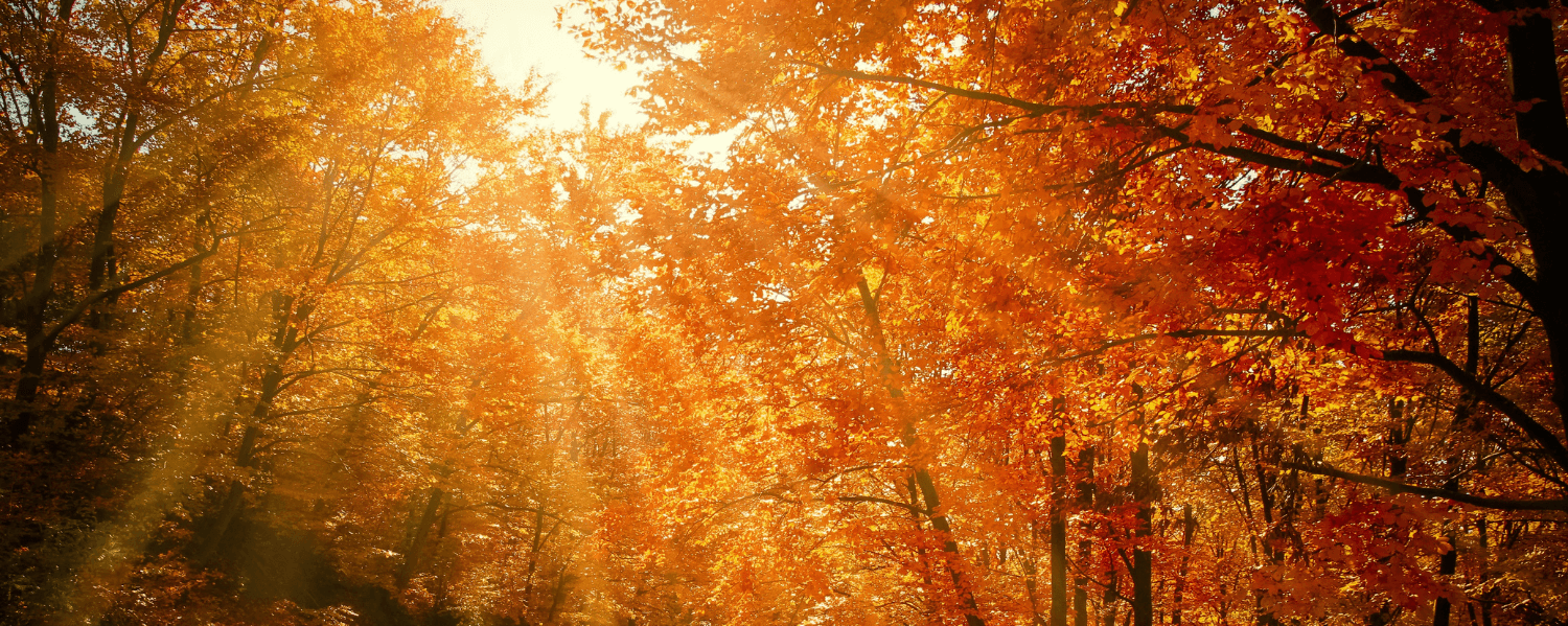 Ein sonnenüberfluteter Herbstwald mit Bäumen voller orangefarbener und roter Blätter. Sonnenstrahlen brechen durch das Blätterdach und erhellen den Pfad, der sich durch den Wald schlängelt.