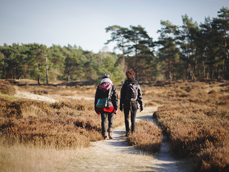 Two people are walking on a narrow sandy path through an open heathland with low shrubs, surrounded by pine trees under a clear sky.