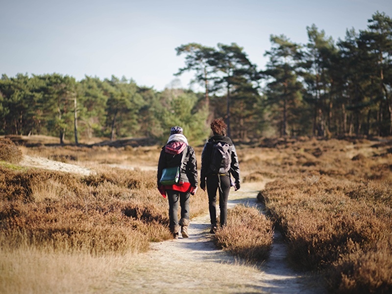 Twee personen wandelen over een smal zandpad door een open heidegebied met lage struiken, omringd door dennenbomen onder een heldere hemel.