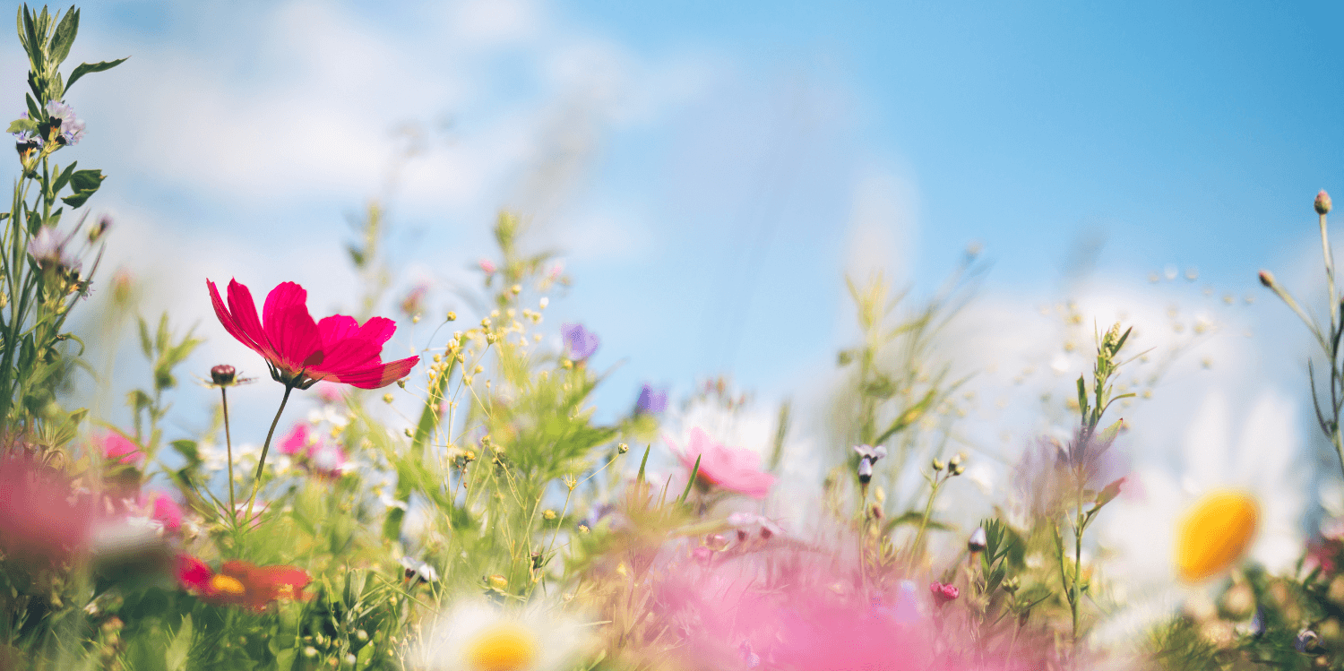 Colorful wildflowers in bloom under a blue sky on a sunny spring day.